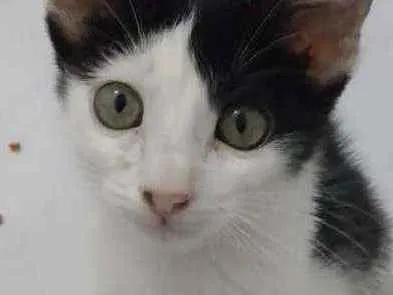 Gato raça Srd idade 2 a 6 meses nome Cindy