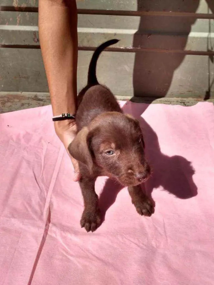 Cachorro ra a SRD idade Abaixo de 2 meses nome Filhotes