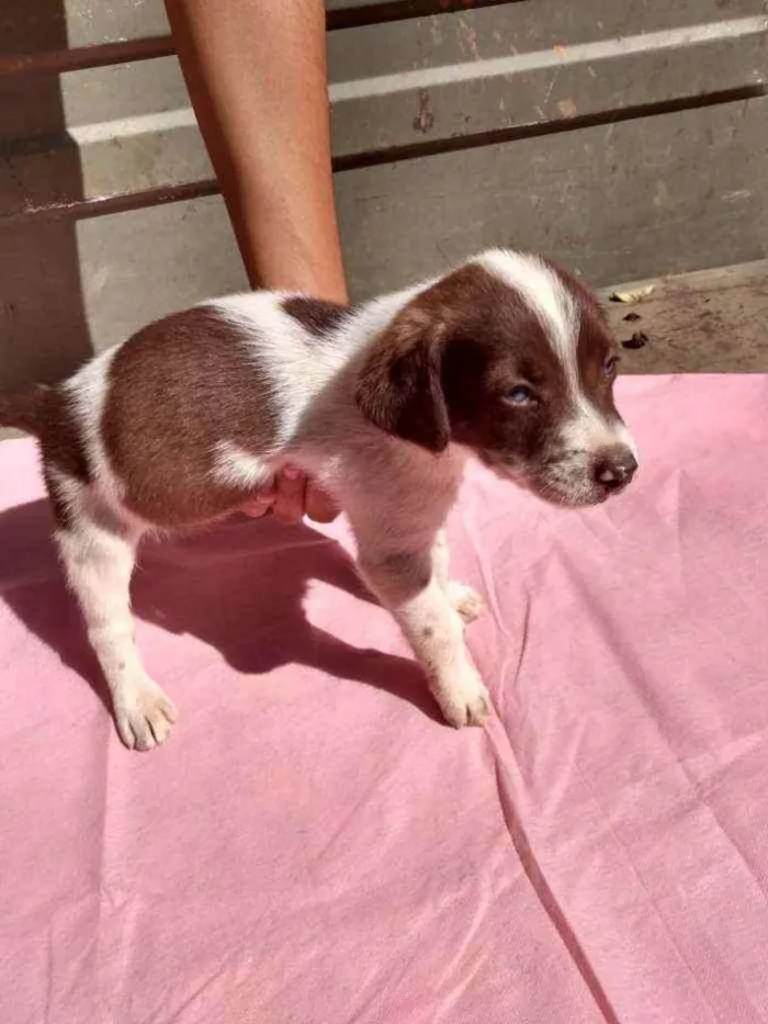 Cachorro ra a SRD idade Abaixo de 2 meses nome Filhotes
