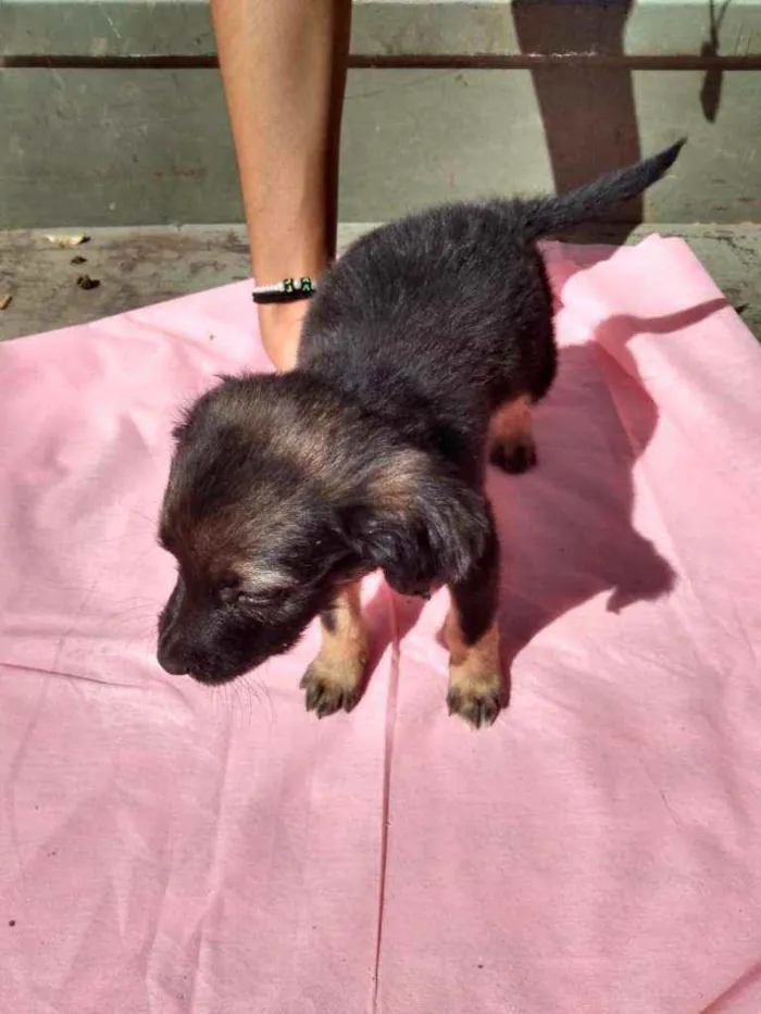 Cachorro ra a SRD idade Abaixo de 2 meses nome Filhotes