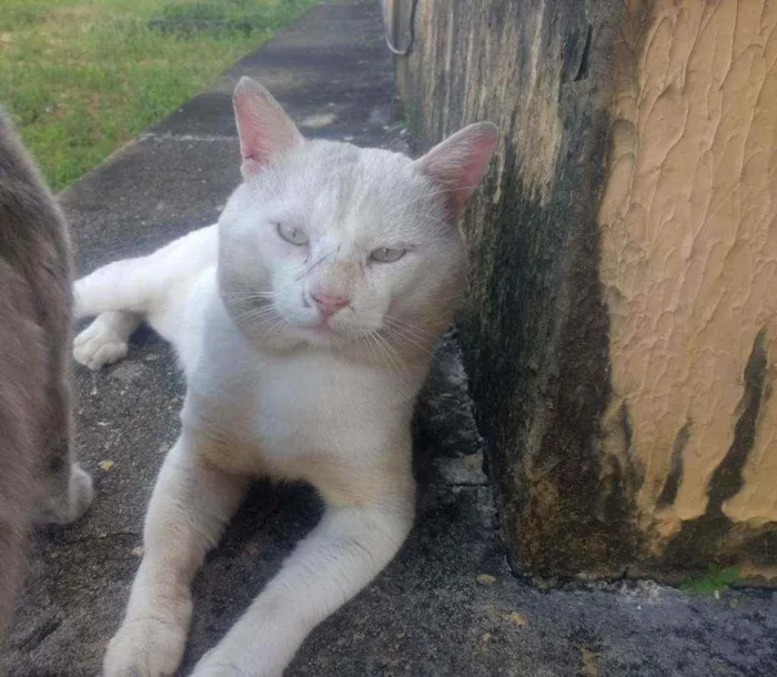 Gato raça Srd idade 5 anos nome Floquinho