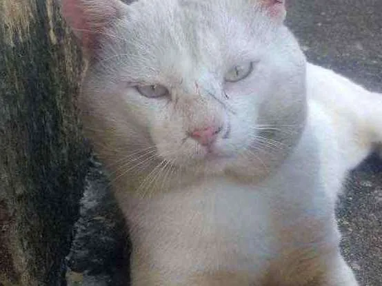 Gato raça Srd idade 5 anos nome Floquinho