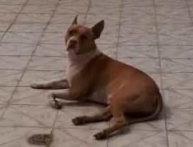 Cachorro ra a Pit Bull idade 5 anos nome Thor