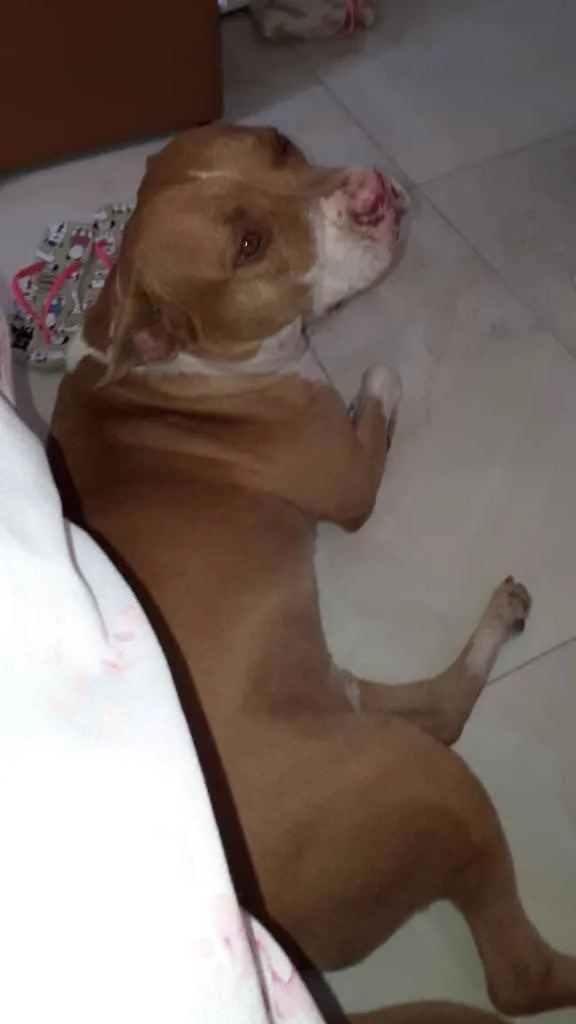 Cachorro ra a Pit Bull idade 5 anos nome Thor