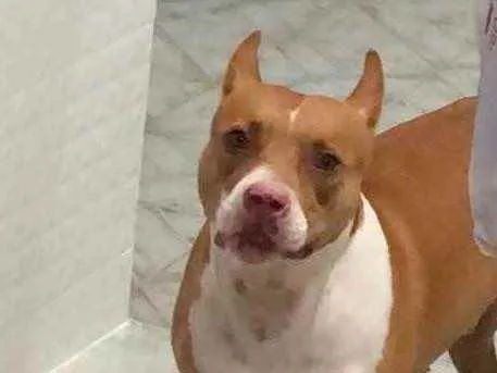 Cachorro ra a Pit Bull idade 5 anos nome Thor