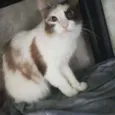 Lincy