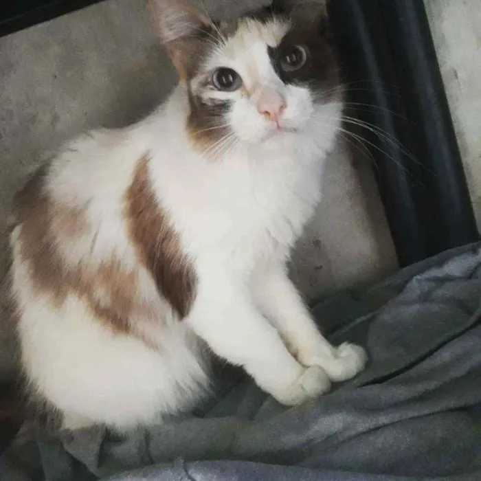 Gato ra a Srd idade 1 ano nome Lincy