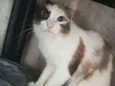 Lincy