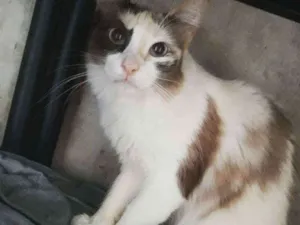 Gato raça Srd idade 1 ano nome Lincy