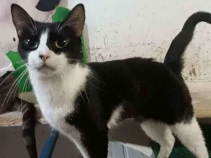 Gato raça Srd idade 1 ano nome Sarah