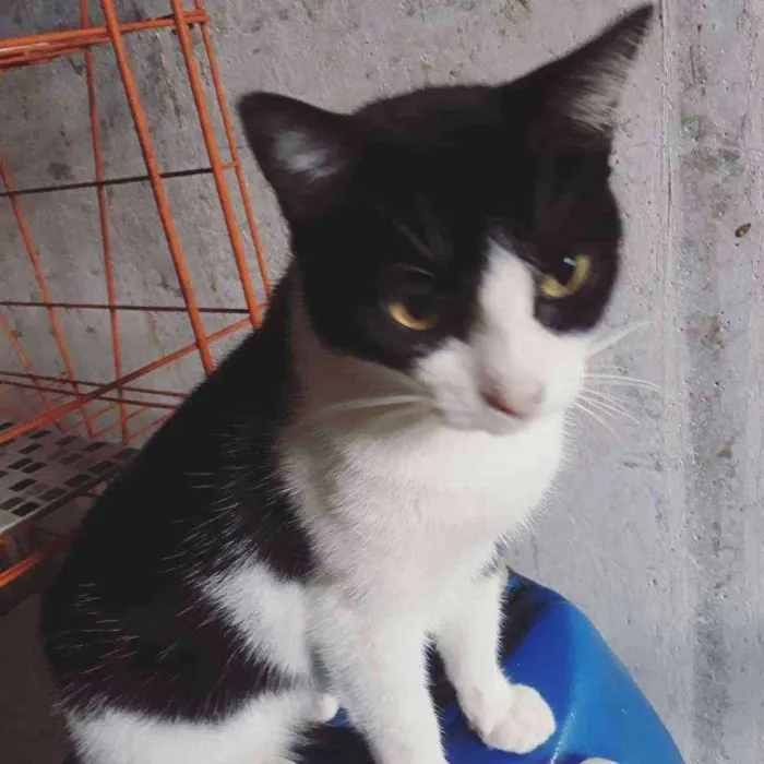 Gato ra a Srd idade  nome Silvinha