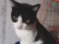 Silvinha