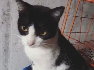 Gato raça Srd idade  nome Silvinha