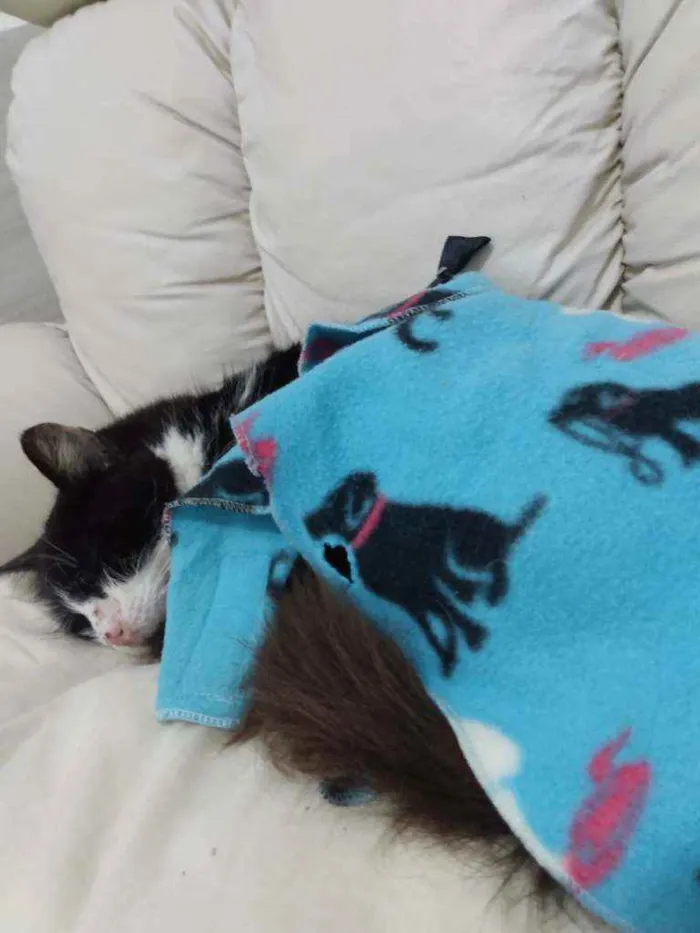 Gato raça Srd idade 6 ou mais anos nome Vitoria