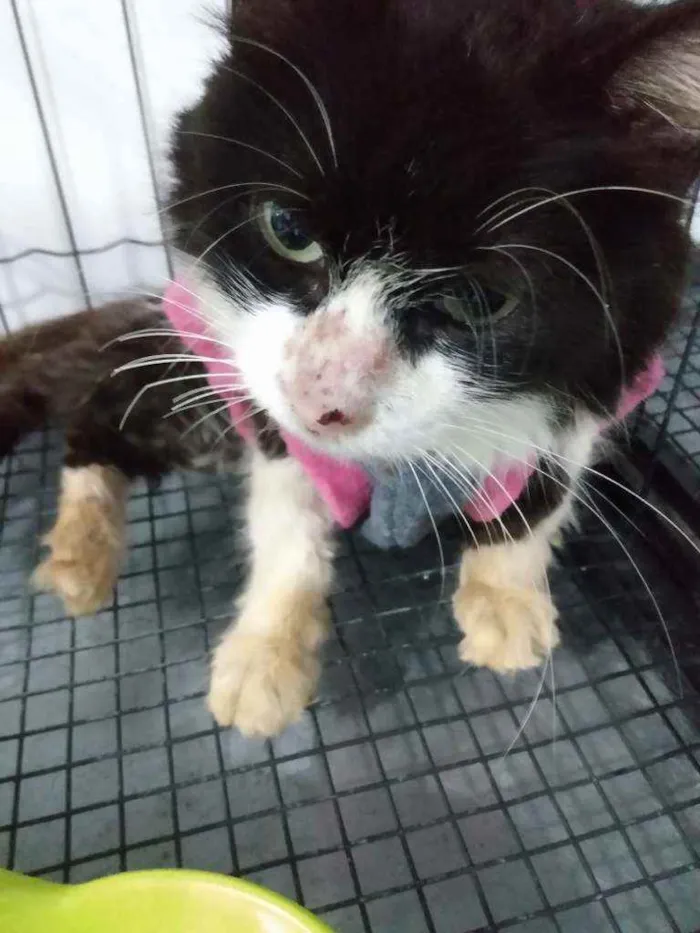 Gato raça Srd idade 6 ou mais anos nome Vitoria