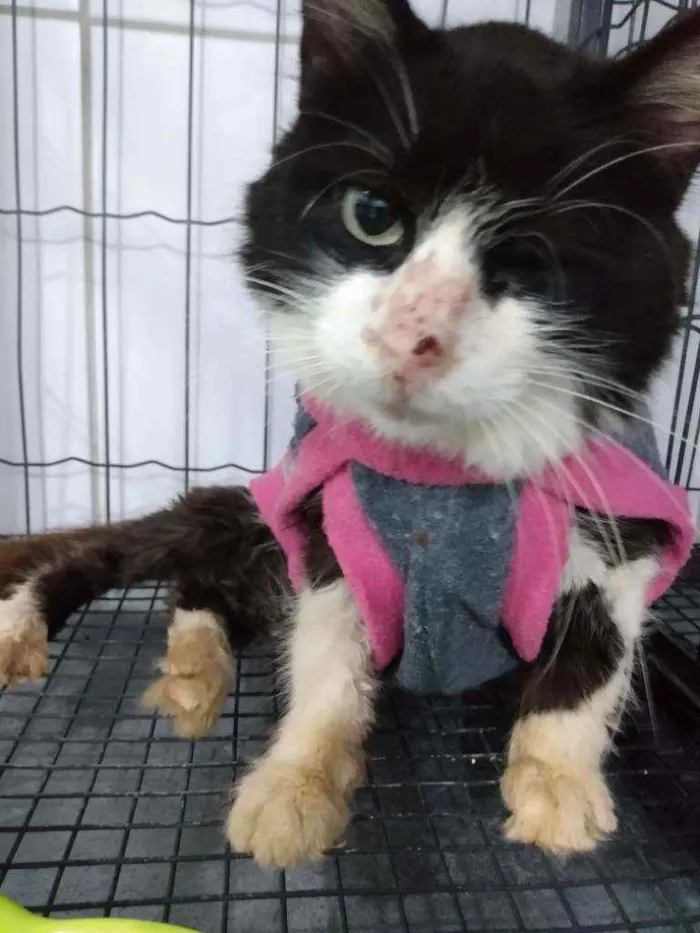 Gato raça Srd idade 6 ou mais anos nome Vitoria