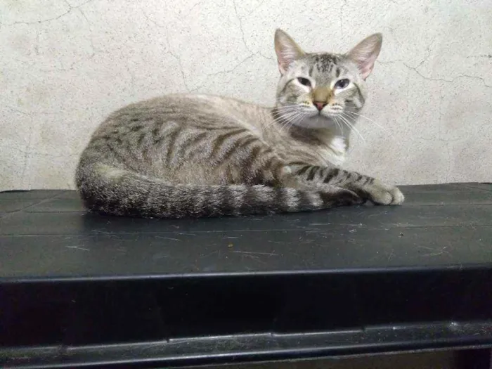 Gato ra a Srd idade  nome Jeremy