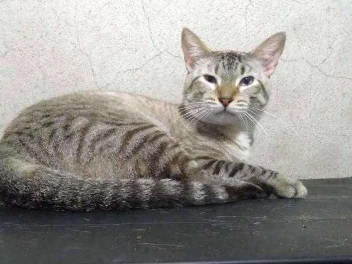 Gato ra a Srd idade  nome Jeremy