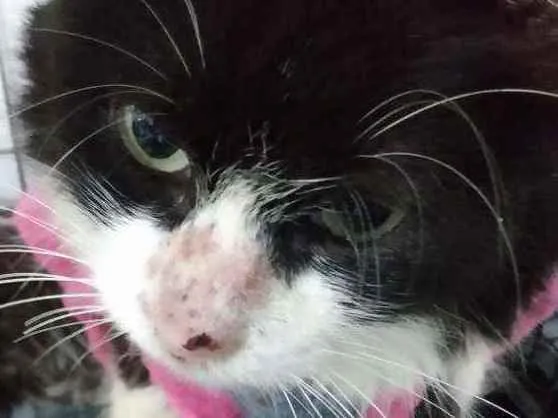 Gato raça Srd idade 6 ou mais anos nome Vitoria
