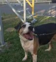 Gino
