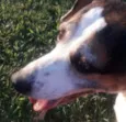 Gino
