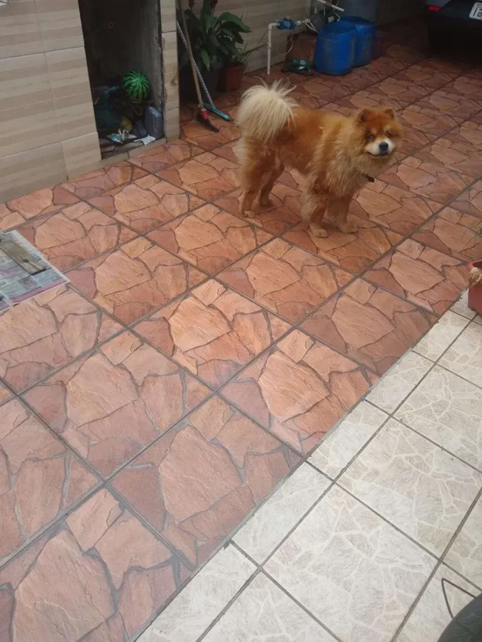 Cachorro ra a ChowChow idade 6 ou mais anos nome lyon