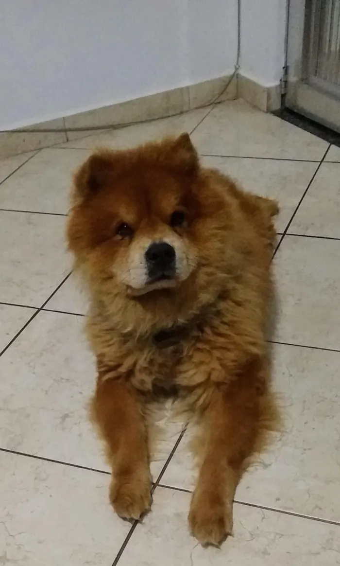 Cachorro ra a ChowChow idade 6 ou mais anos nome lyon