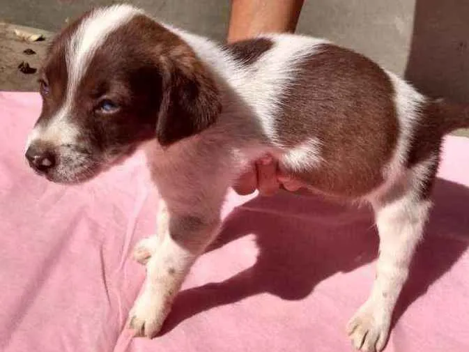 Cachorro ra a SRD idade Abaixo de 2 meses nome Filhotes