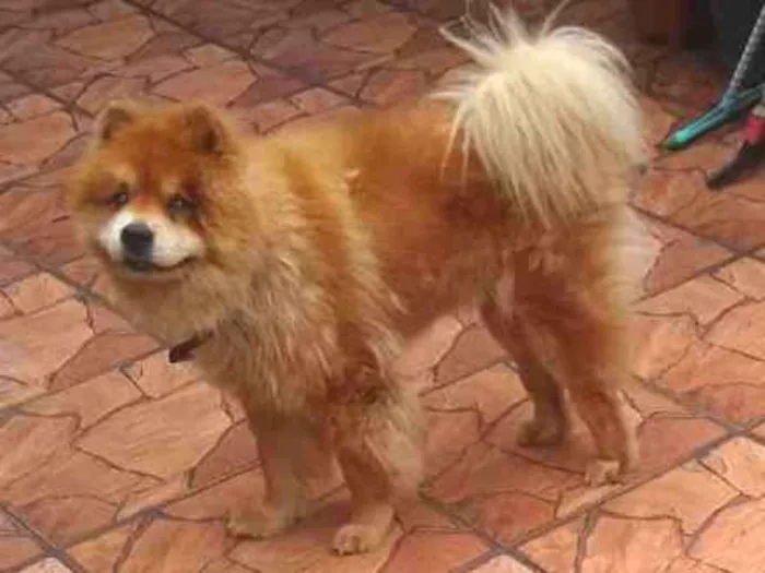 Cachorro ra a ChowChow idade 6 ou mais anos nome lyon