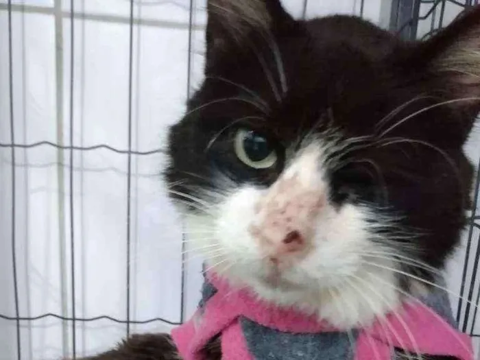 Gato raça Srd idade 6 ou mais anos nome Vitoria