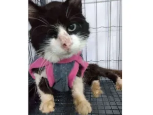 Gato raça Srd idade 6 ou mais anos nome Vitoria