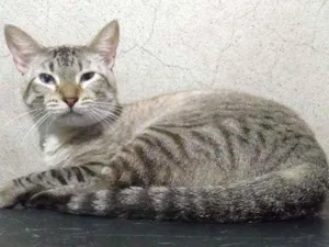 Gato raça Srd idade  nome Jeremy
