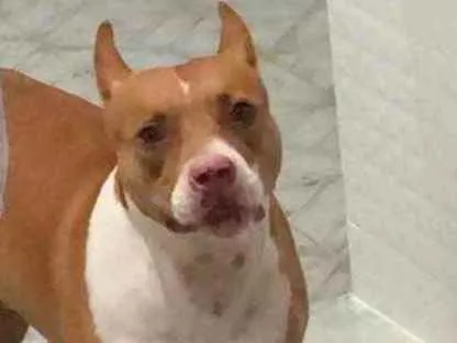 Cachorro ra a Pit Bull idade 5 anos nome Thor