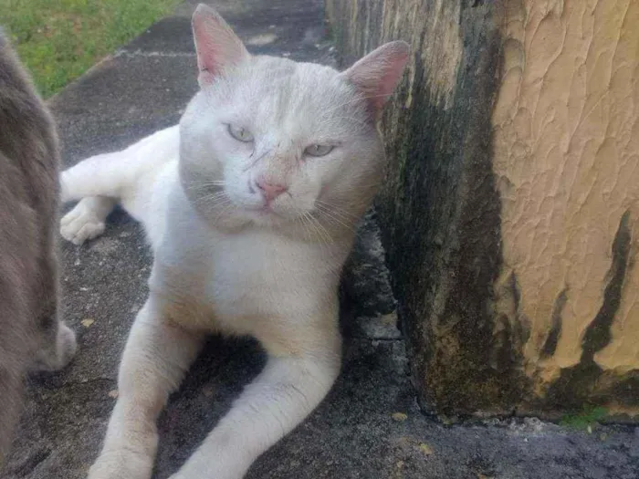 Gato raça Srd idade 5 anos nome Floquinho