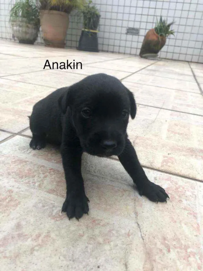 Cachorro raça SRD idade 2 a 6 meses nome Filhotes3