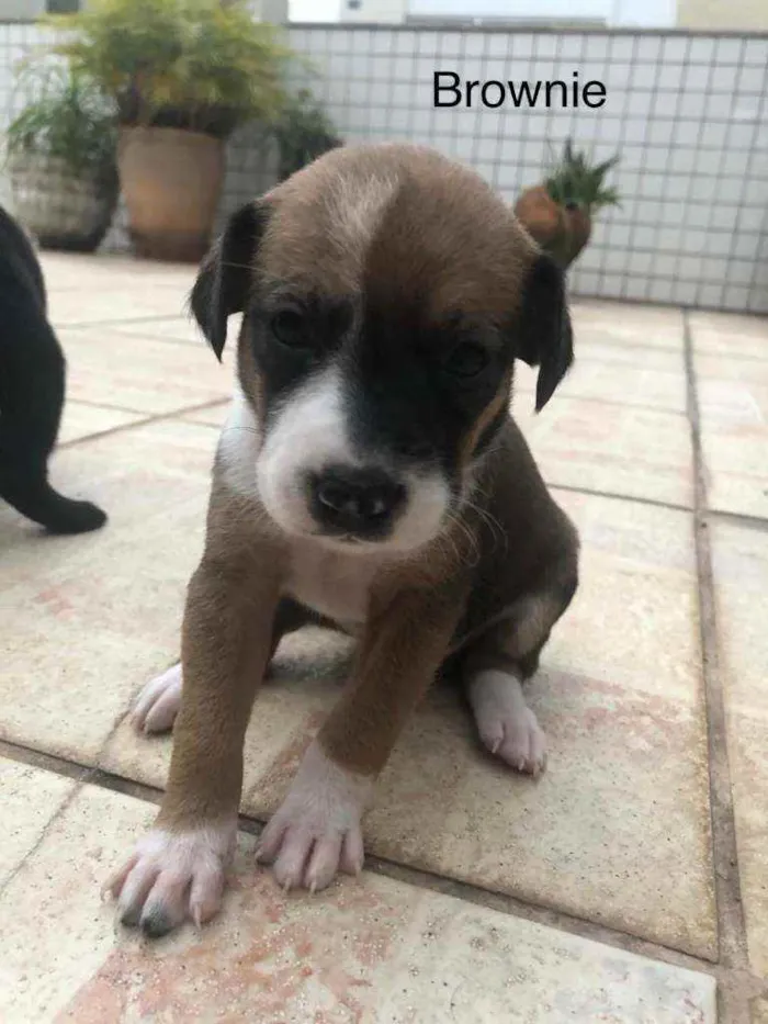 Cachorro raça SRD idade 2 a 6 meses nome Filhotes3