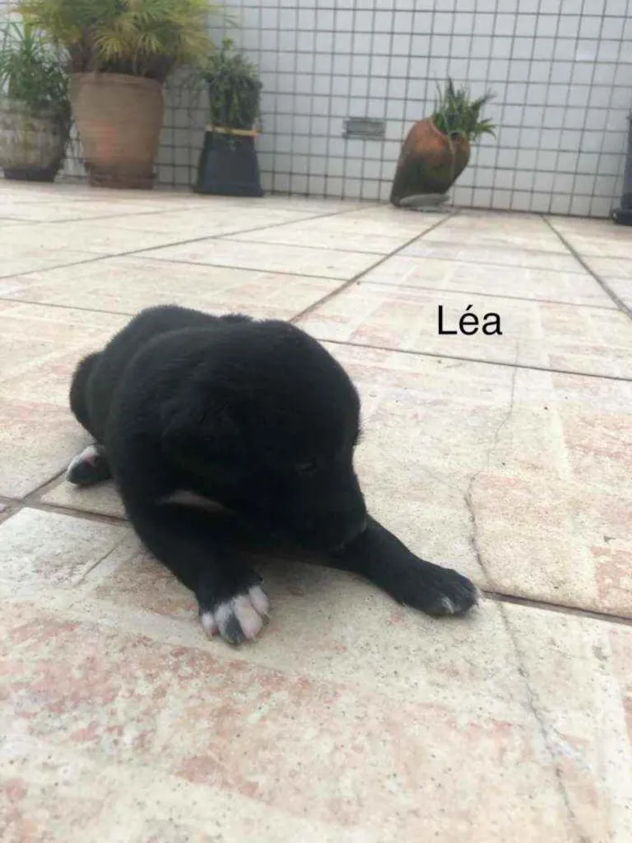 Cachorro raça SRD idade 2 a 6 meses nome Filhotes3
