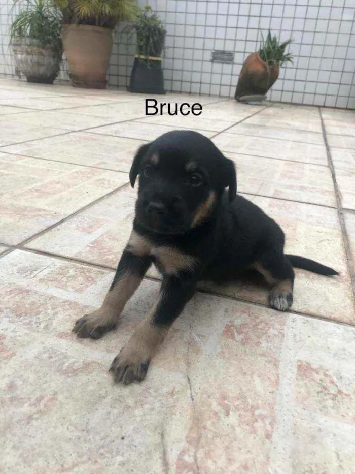 Cachorro raça SRD idade 2 a 6 meses nome Filhotes3