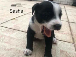 Cachorro raça SRD idade 2 a 6 meses nome Filhotes3
