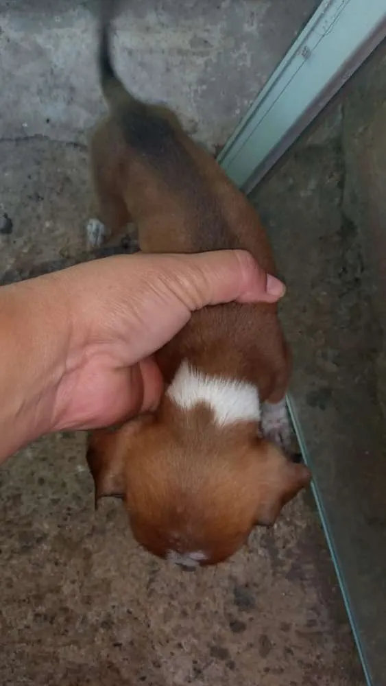 Cachorro ra a Cofap idade Abaixo de 2 meses nome Sem nome