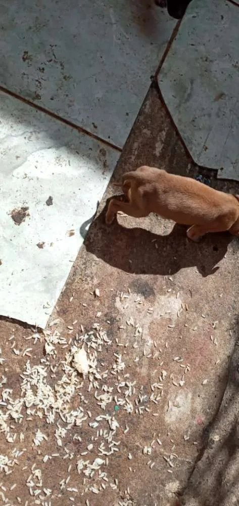 Cachorro ra a Cofap idade Abaixo de 2 meses nome Sem nome