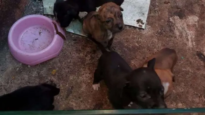 Cachorro ra a Cofap idade Abaixo de 2 meses nome Sem nome