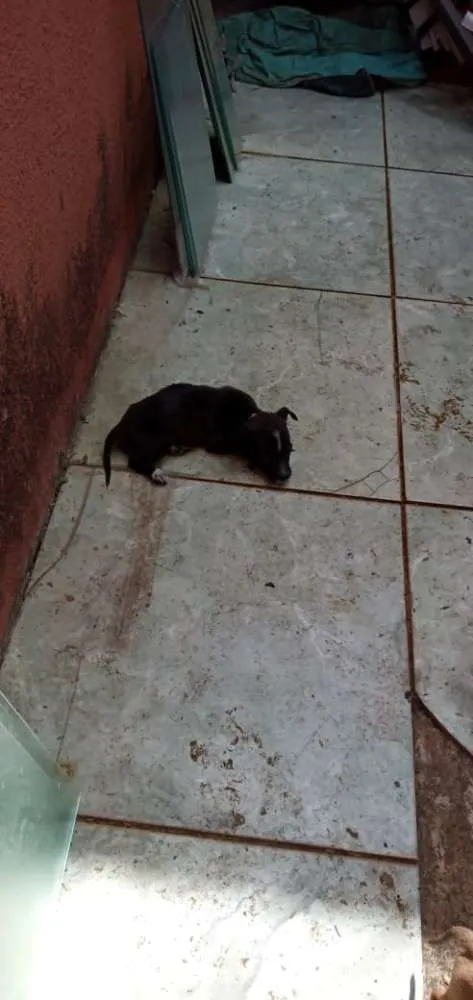 Cachorro ra a Cofap idade Abaixo de 2 meses nome Sem nome