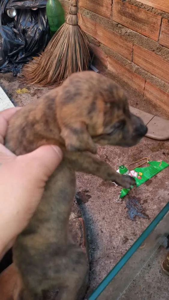 Cachorro ra a Cofap idade Abaixo de 2 meses nome Sem nome