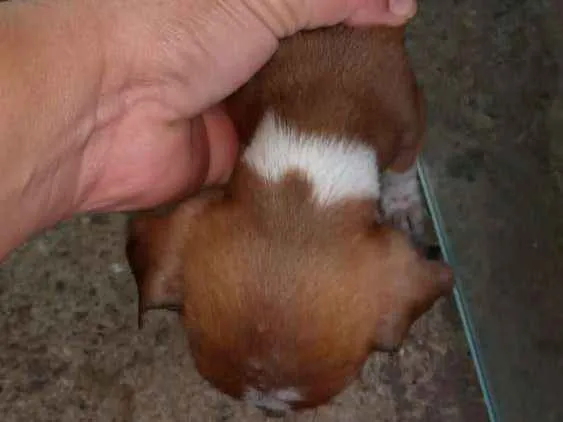 Cachorro ra a Cofap idade Abaixo de 2 meses nome Sem nome