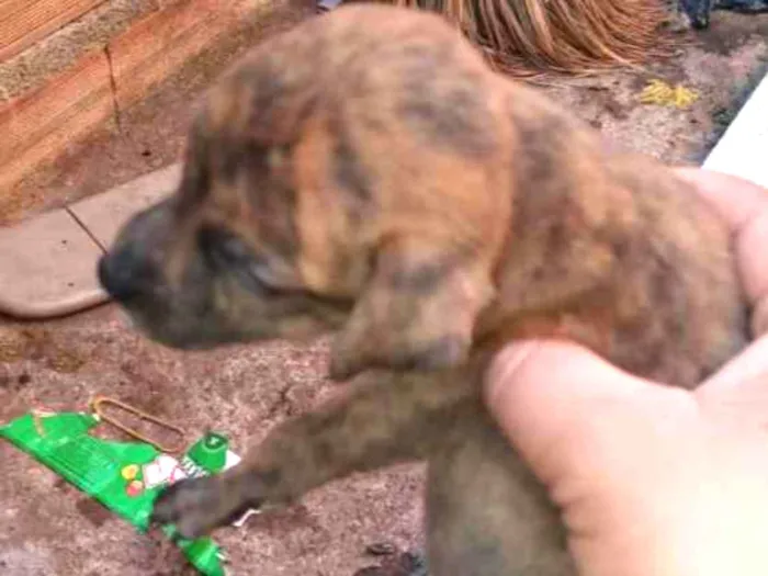 Cachorro ra a Cofap idade Abaixo de 2 meses nome Sem nome