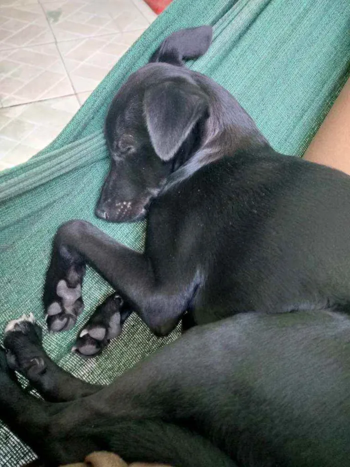 Cachorro ra a Pitbull idade 2 a 6 meses nome Atena