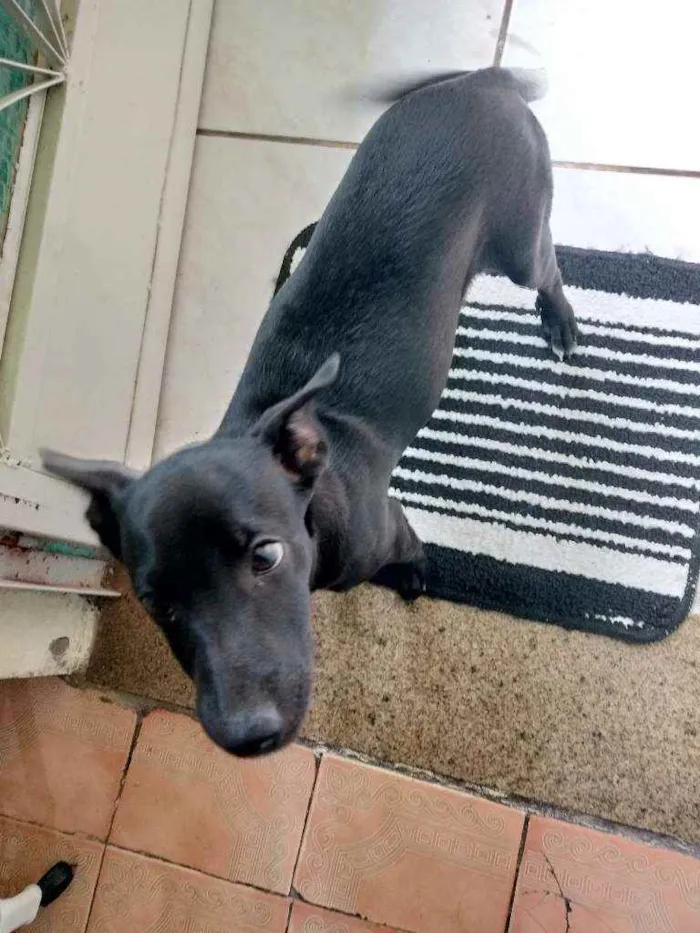 Cachorro ra a Pitbull idade 2 a 6 meses nome Atena