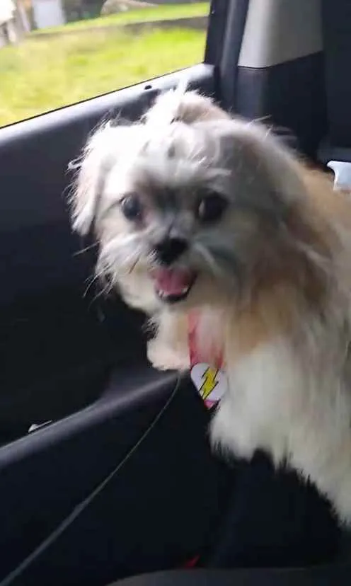 Cachorro ra a Shitzu idade 6 ou mais anos nome MAX