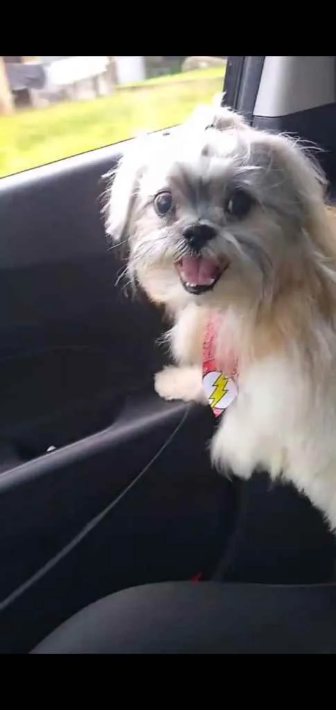 Cachorro ra a Shitzu idade 6 ou mais anos nome MAX